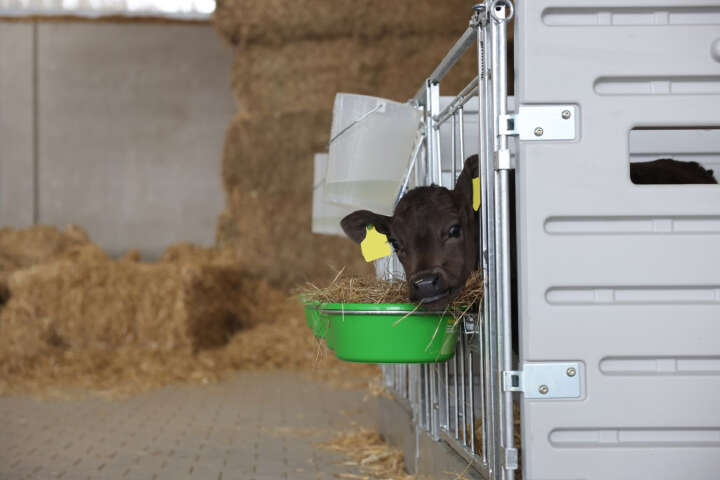 KERBL Modulare Kälberbox Einzelbucht wandständig